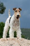 FOX TERRIER 610